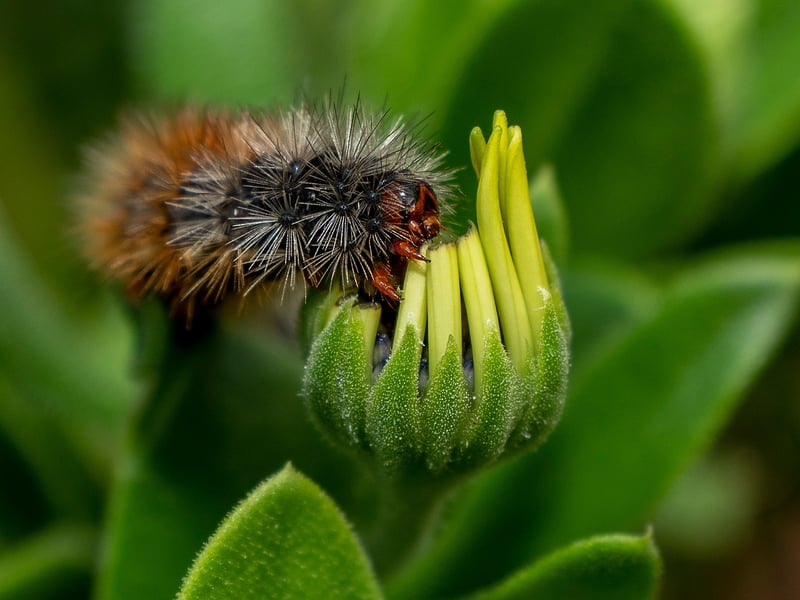 Egg Carton Caterpillars