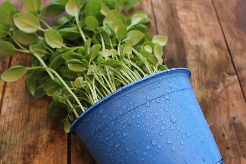 Tin Can Planters